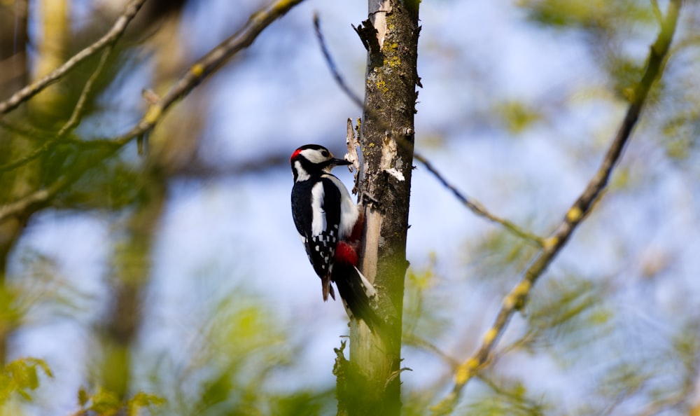 black and white bird on tree branch