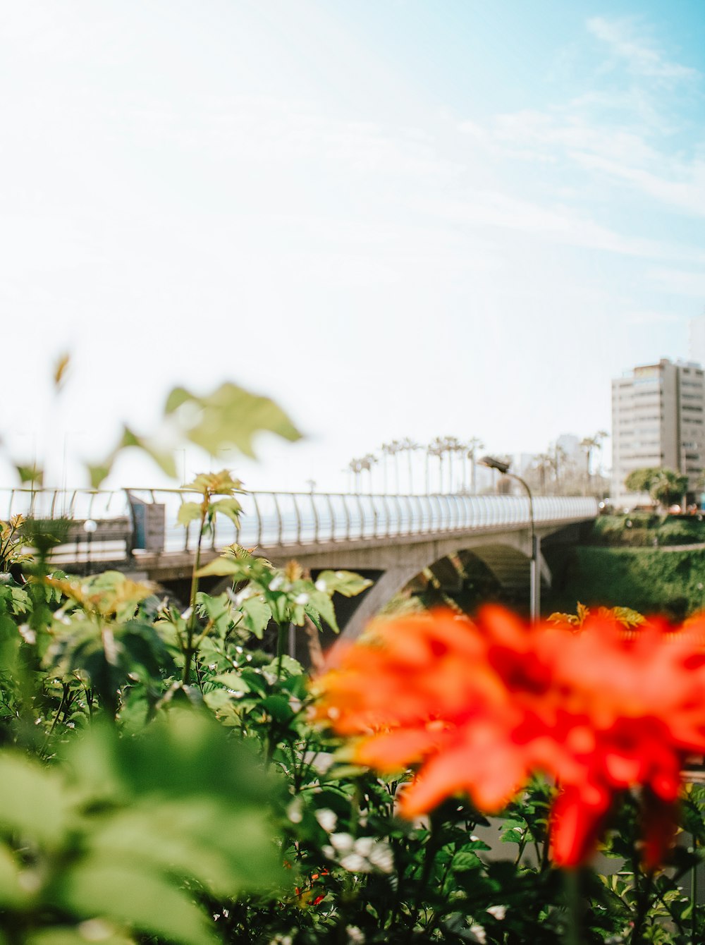 fiori rossi vicino al ponte bianco durante il giorno