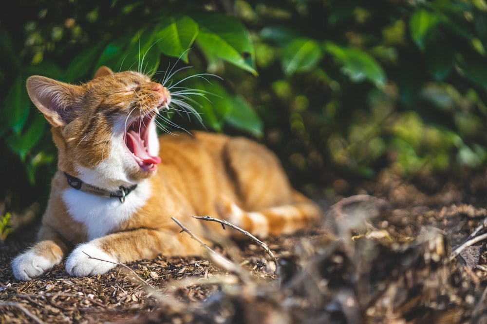 brown and white cat lying on ground