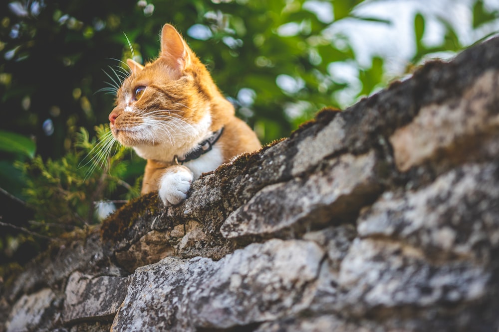 orange and white tabby cat on gray rock