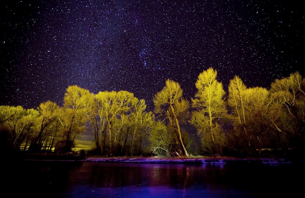 árboles amarillos junto al cuerpo de agua durante la noche