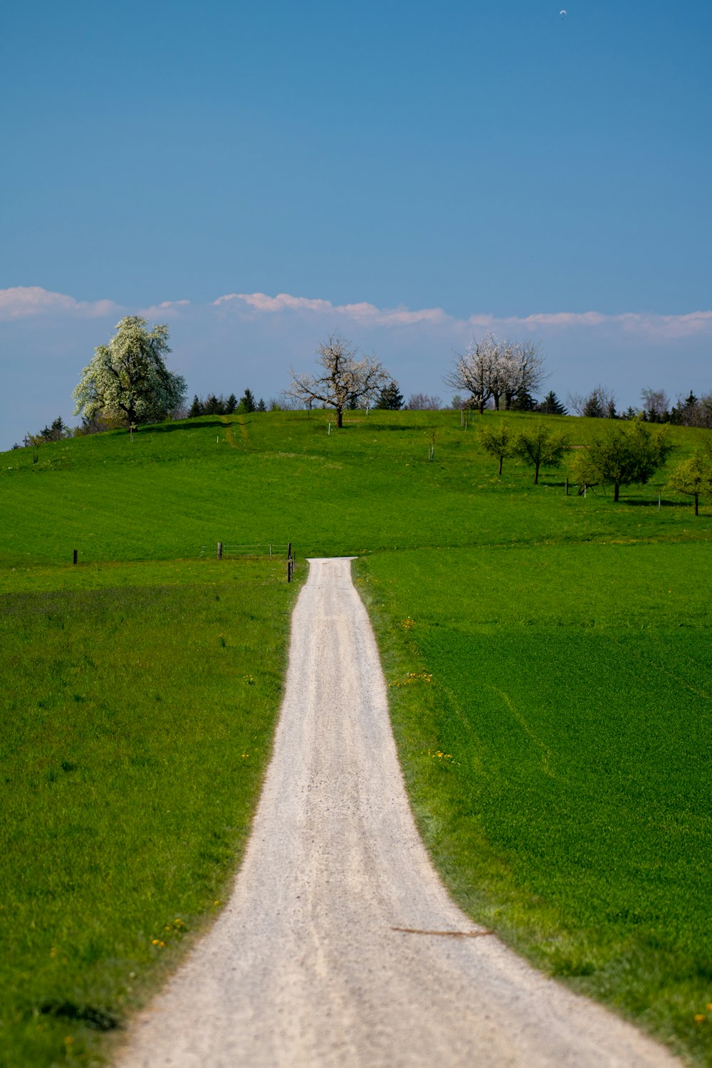 green grass field with trees under blue sky during daytime