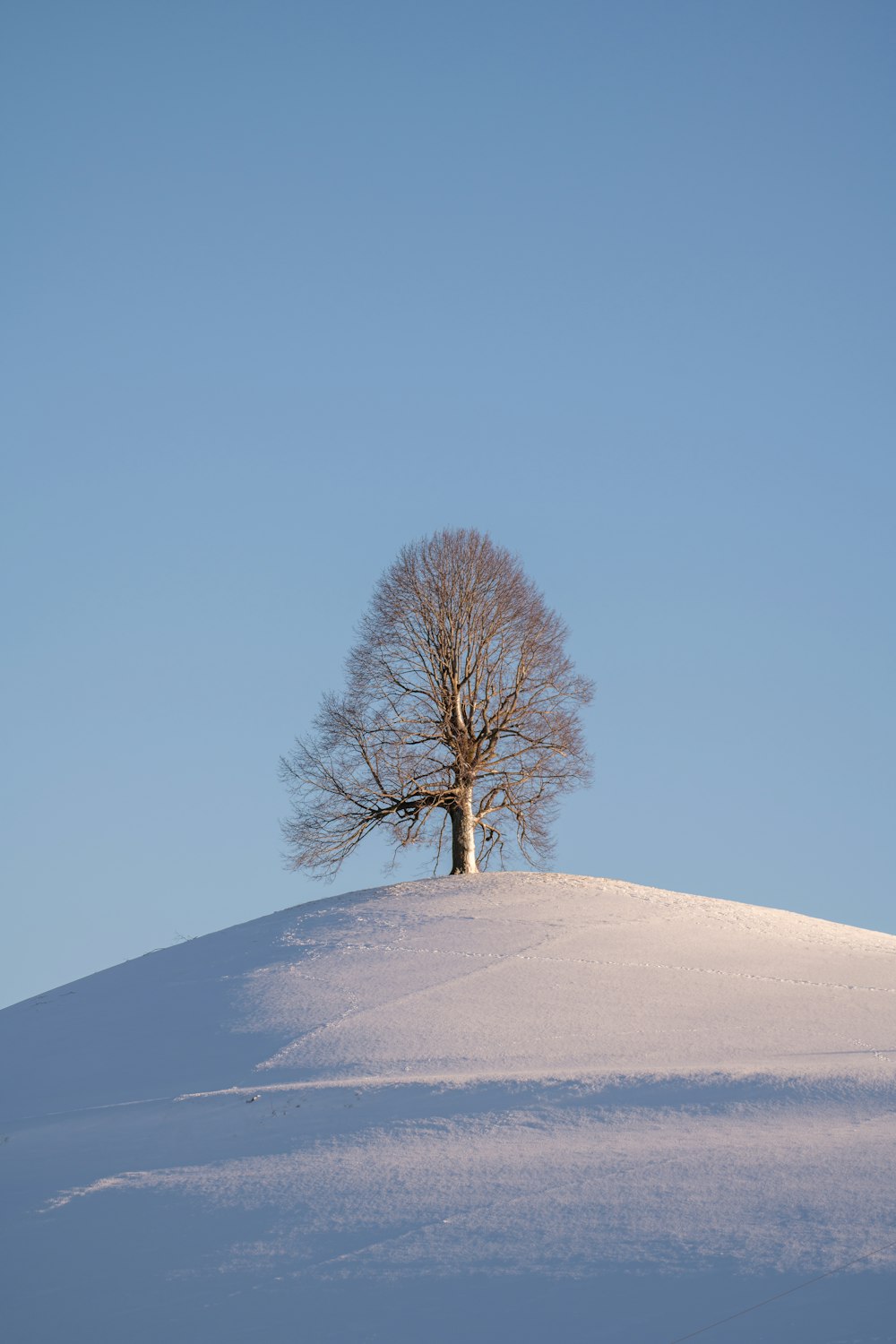 bare tree on snow covered field during daytime
