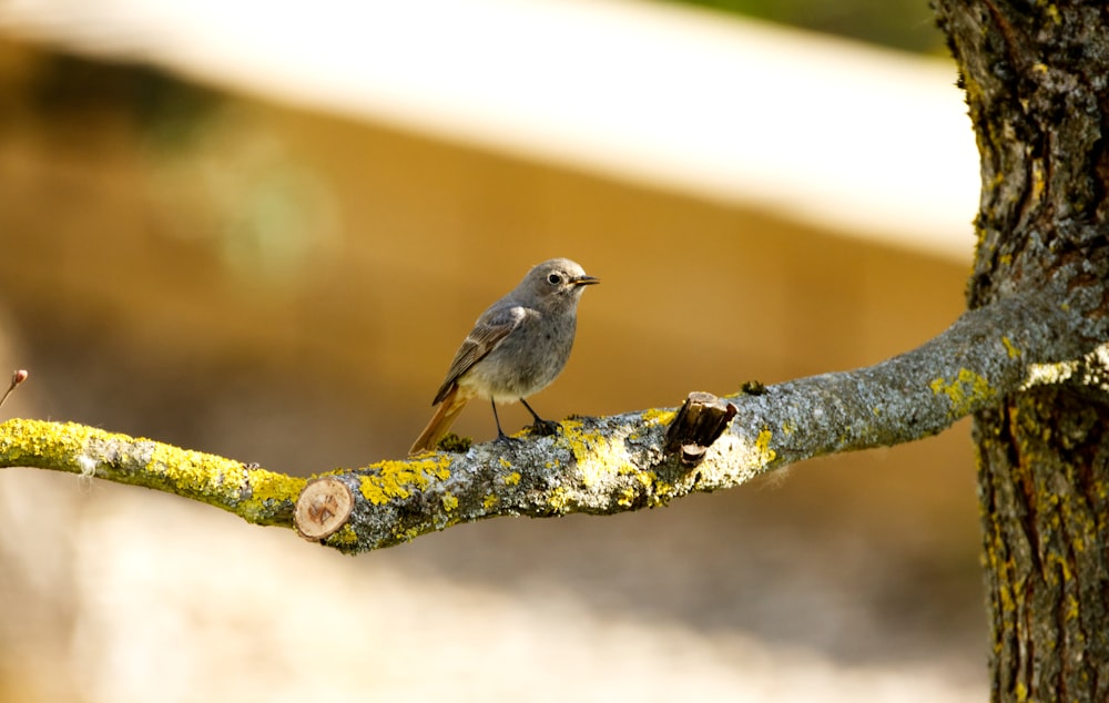 gray bird on brown tree branch