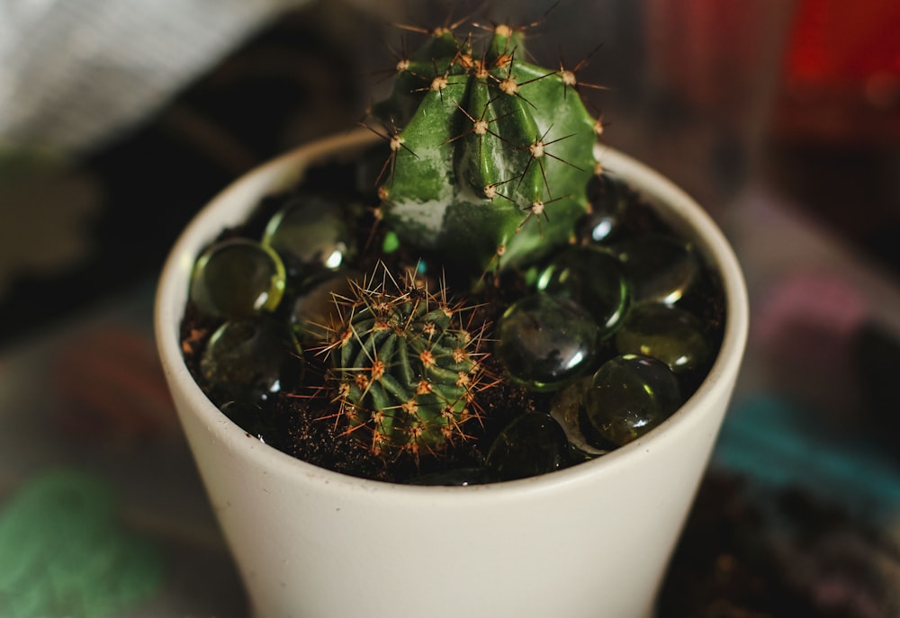 green plant in white ceramic pot