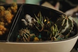 A small, oval-shaped planter contains various types of cacti and succulents with a miniature figurine of an elephant. The cacti display a range of textures, with some being spiky and others having smoother surfaces. The soil is visible, with blue and green decorative stones scattered around.