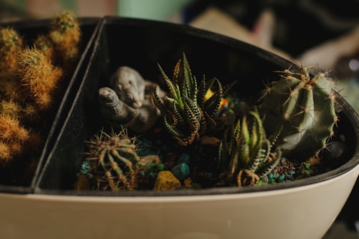 A small, oval-shaped planter contains various types of cacti and succulents with a miniature figurine of an elephant. The cacti display a range of textures, with some being spiky and others having smoother surfaces. The soil is visible, with blue and green decorative stones scattered around.