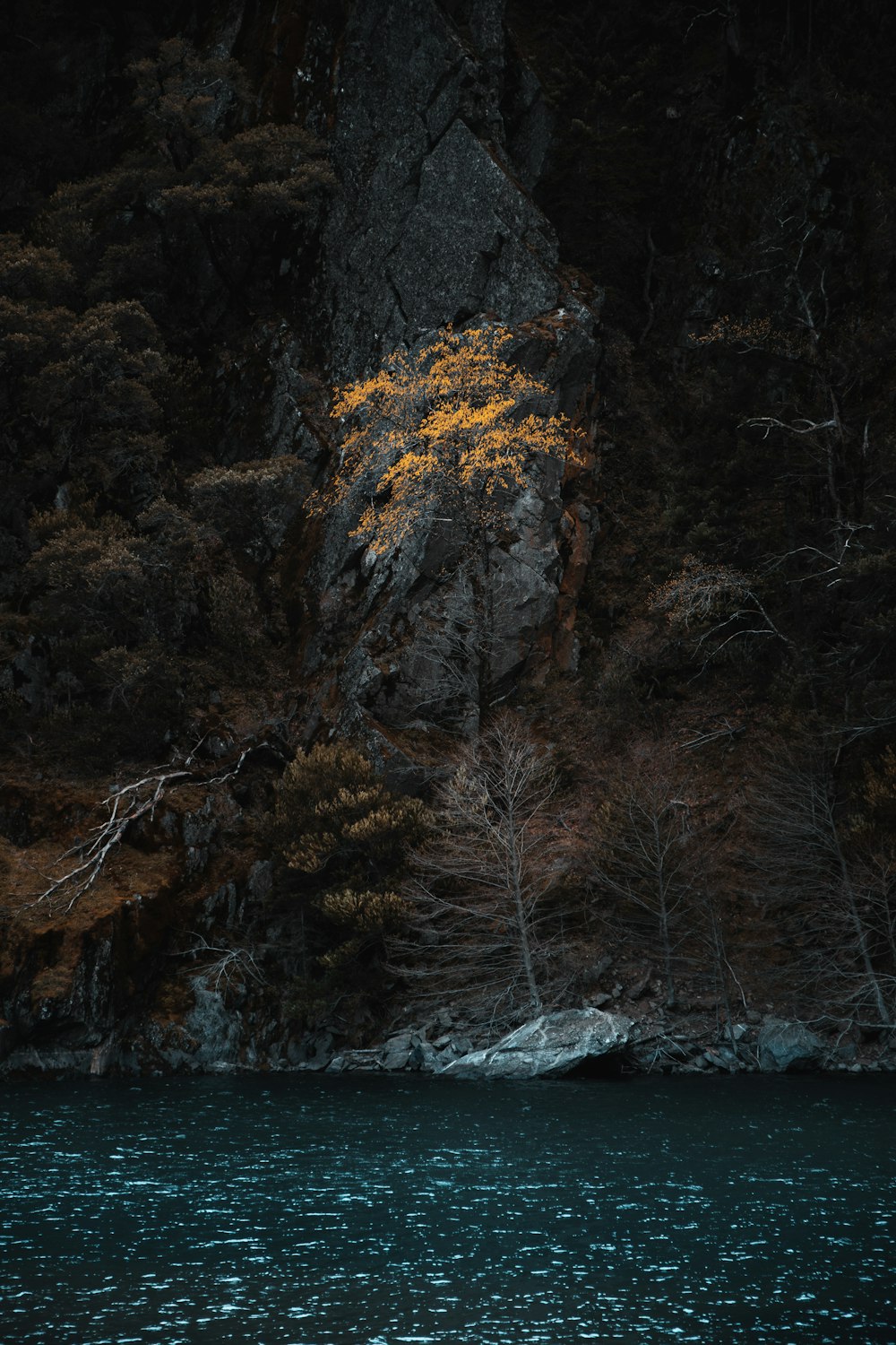 brown trees beside body of water during daytime