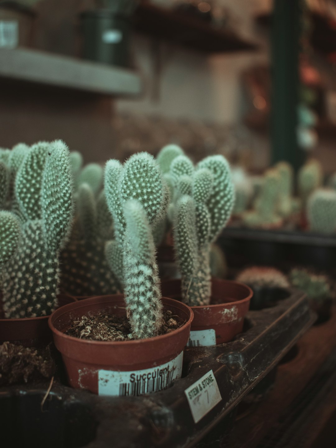 green cactus in red plastic pot