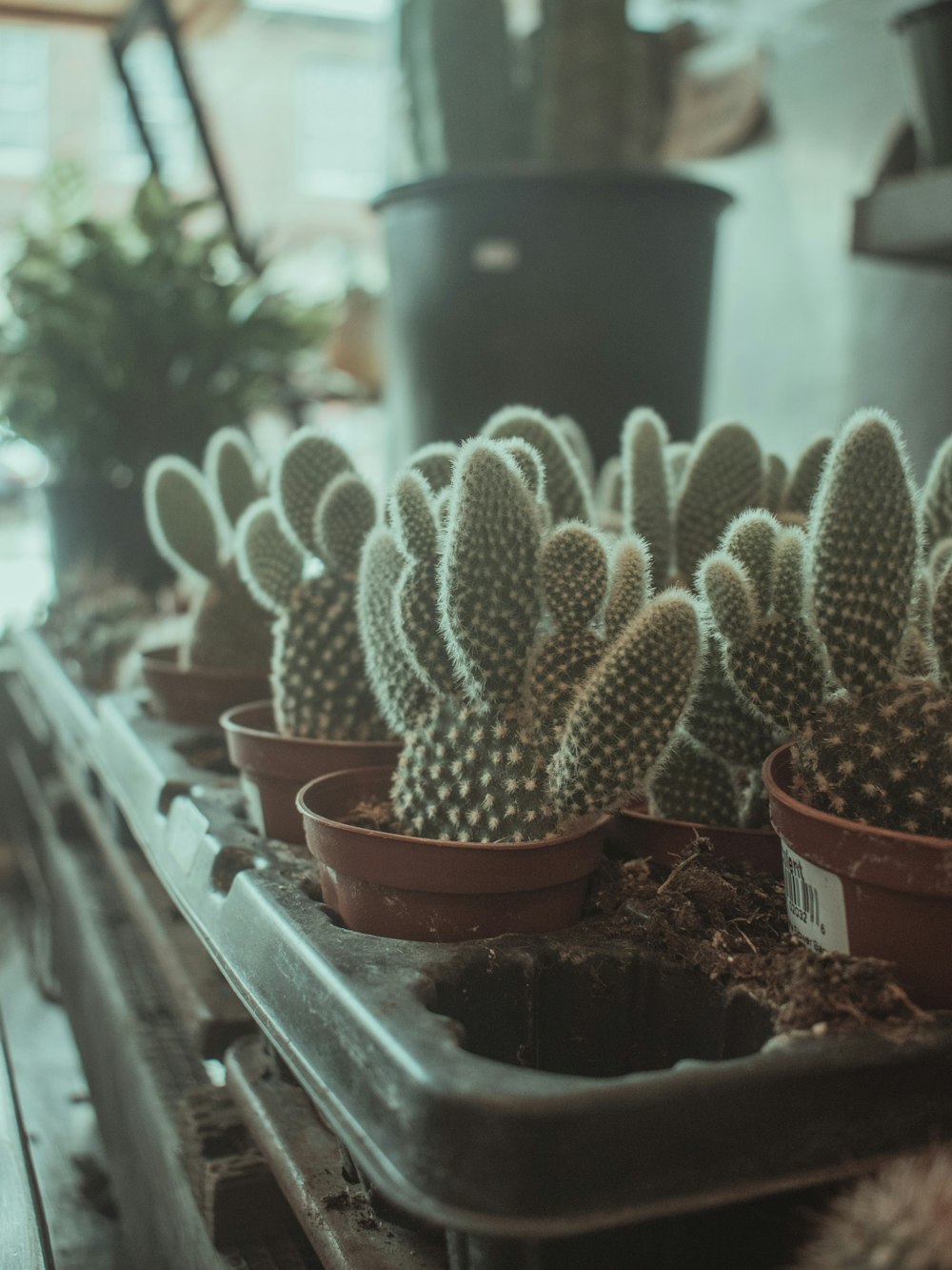 green cactus plant on brown clay pot