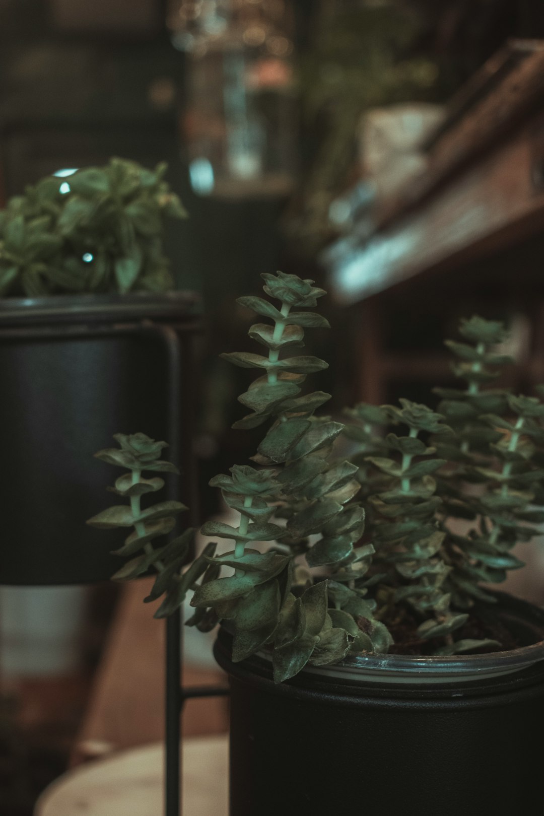 green plant in black pot