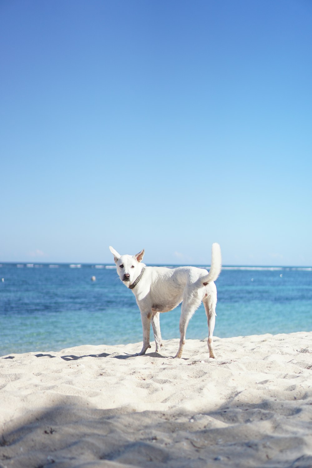 white short coated dog on beach during daytime