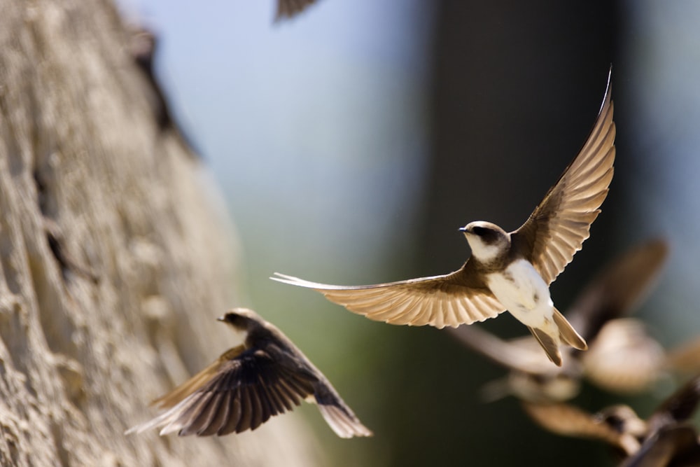 白と茶色の鳥が飛ぶ