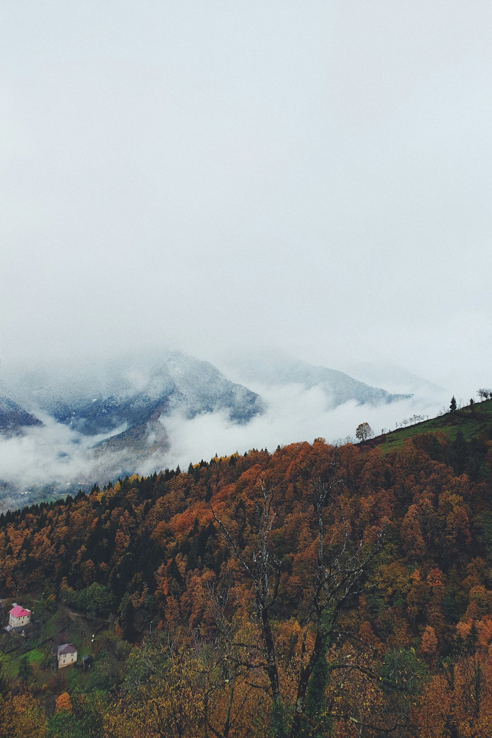 a view of a mountain with a few trees in the foreground