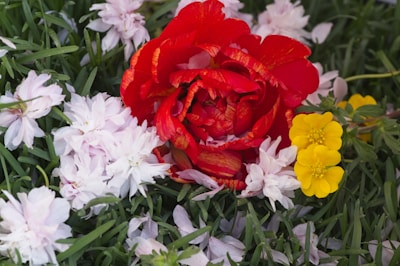 A vibrant flower board arrangement with bright red and yellow flowers displayed at a local event in Jogja.