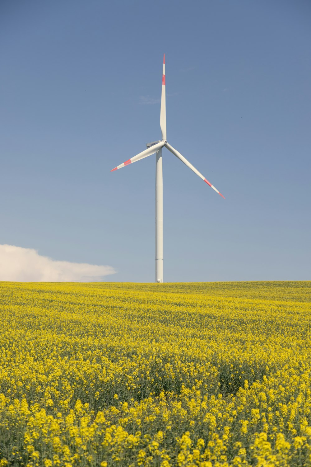 white wind turbine on yellow flower field under blue sky during daytime