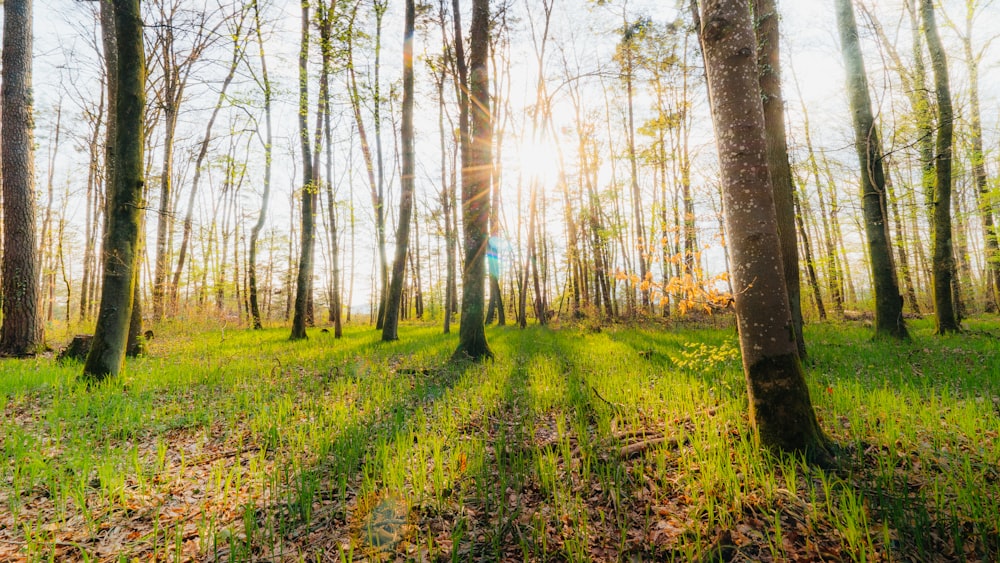 green grass and brown trees during daytime