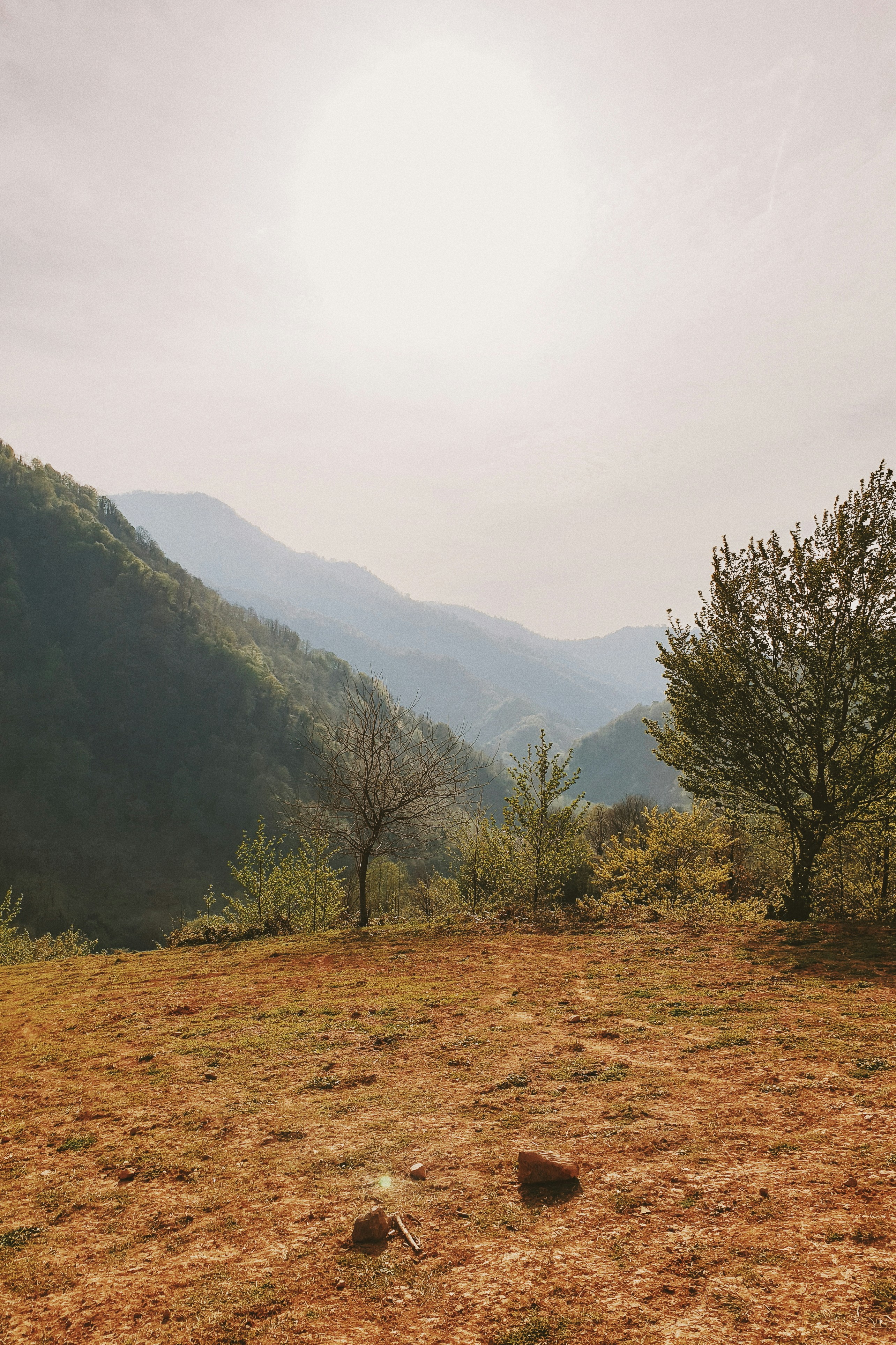 Un campo con un albero e montagne sullo sfondo