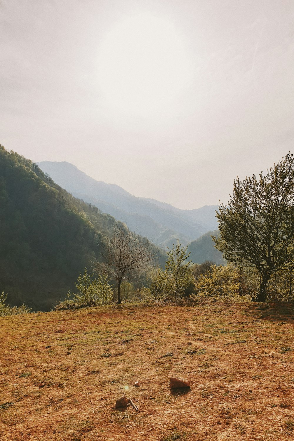 a field with a tree and mountains in the background