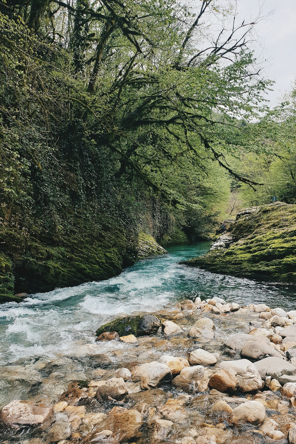 a river running through a lush green forest