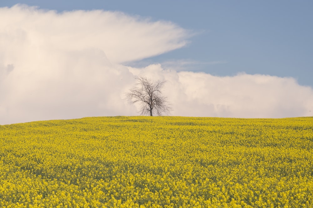 yellow flower field under white clouds during daytime