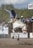 A rodeo scene features a cowboy riding a bucking white horse. The cowboy is dressed in traditional attire, including a blue patterned shirt and a black hat. Dust is kicked up from the ground, indicating the horse's movement. In the background, several onlookers are watching the event from behind a fence.