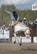 A rodeo scene features a cowboy riding a bucking white horse. The cowboy is dressed in traditional attire, including a blue patterned shirt and a black hat. Dust is kicked up from the ground, indicating the horse's movement. In the background, several onlookers are watching the event from behind a fence.