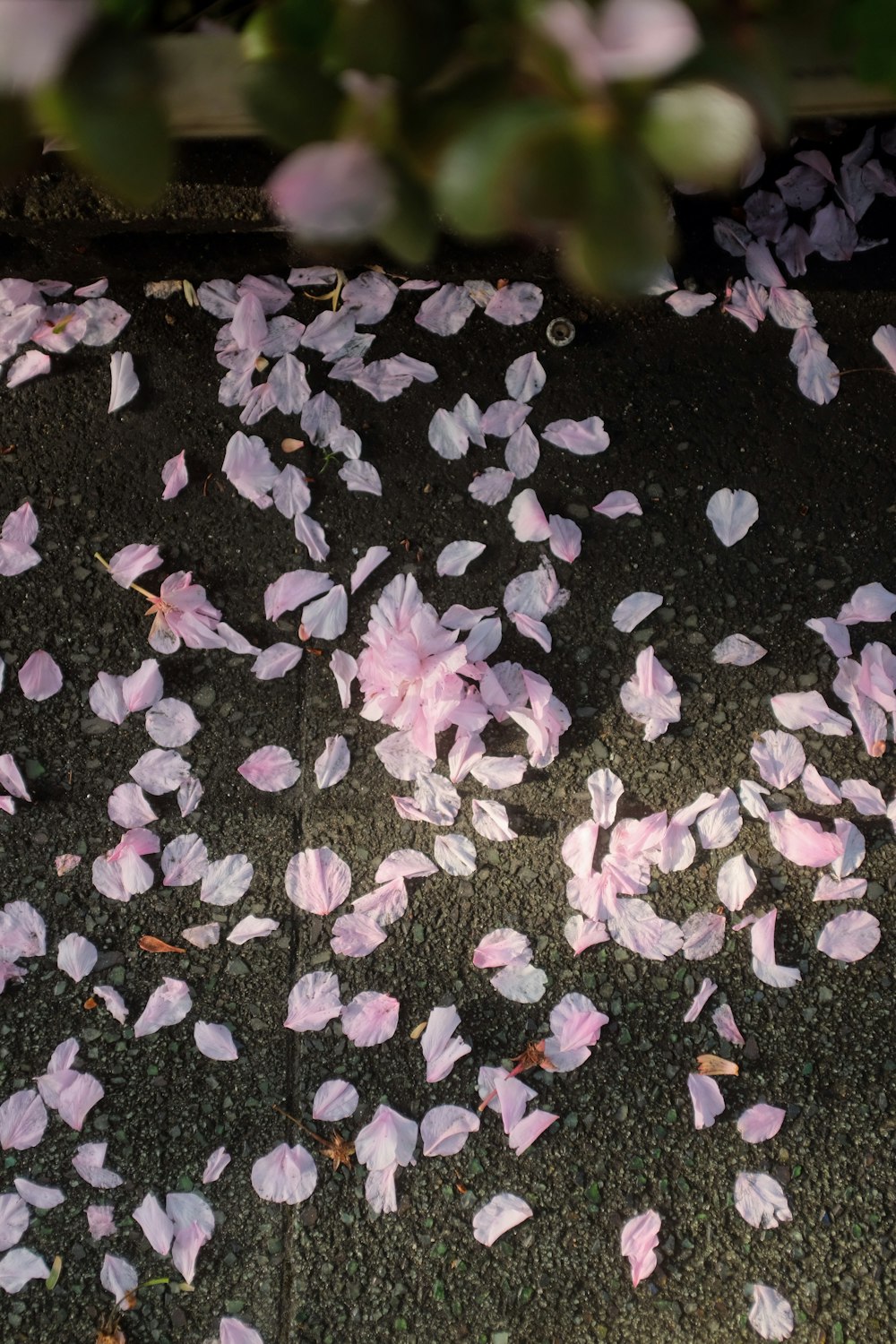purple flower petals on gray concrete pavement