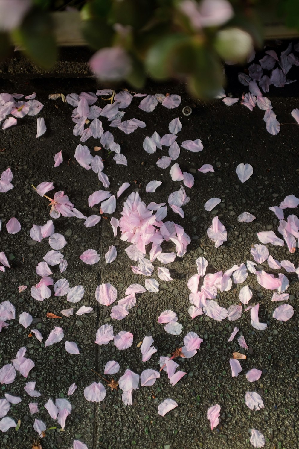 pétales de fleurs violettes sur un trottoir en béton gris