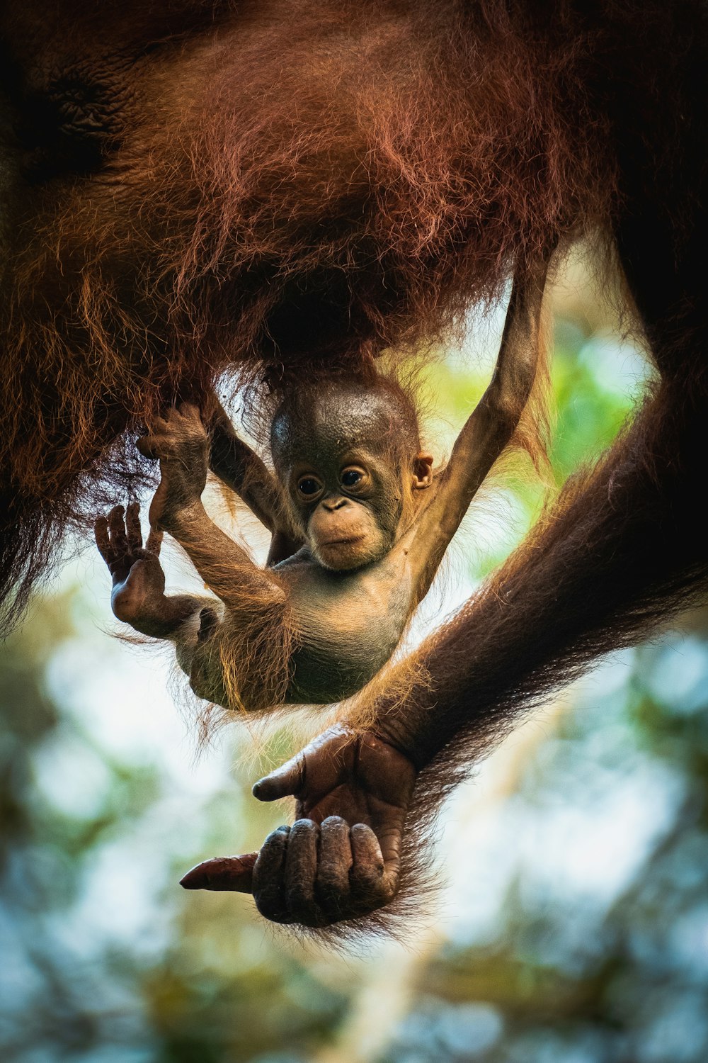 singe brun sur branche d’arbre brun