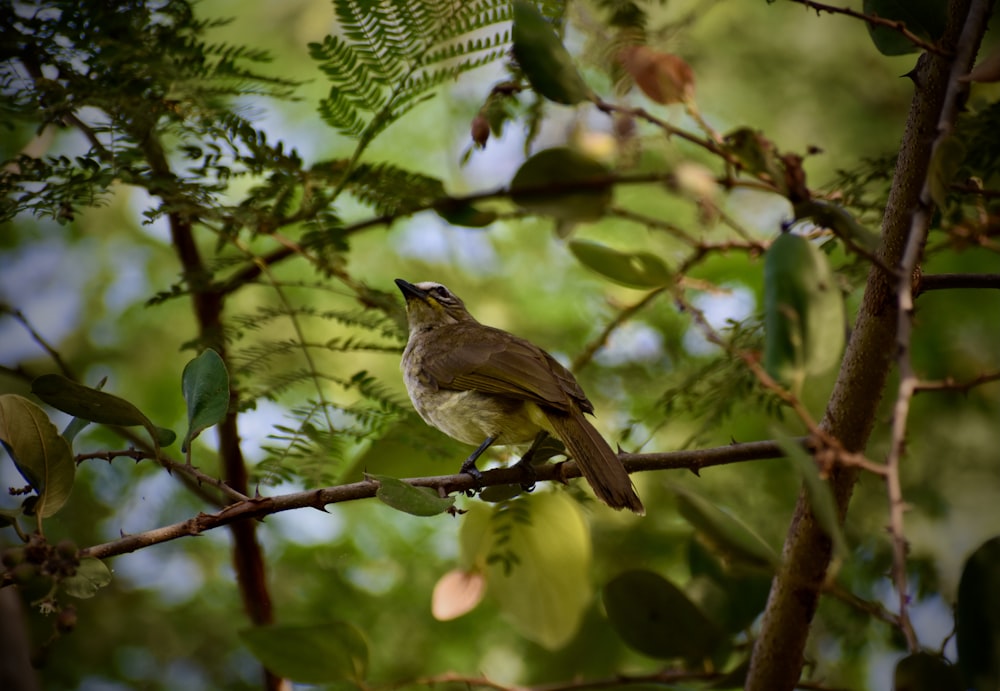 brown and white bird on tree branch during daytime