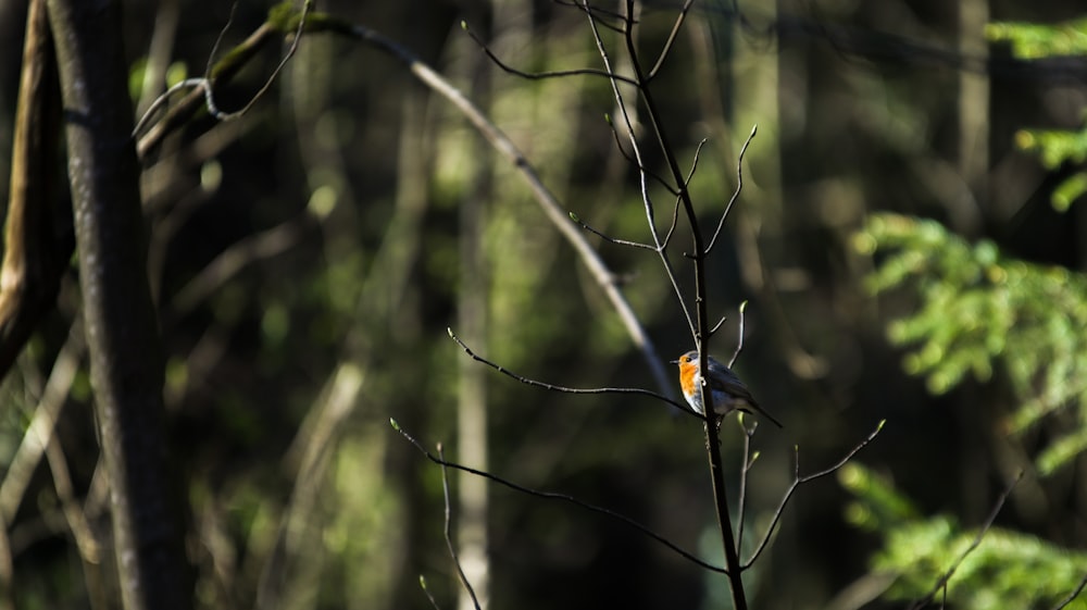 orange and black bird on brown tree branch during daytime