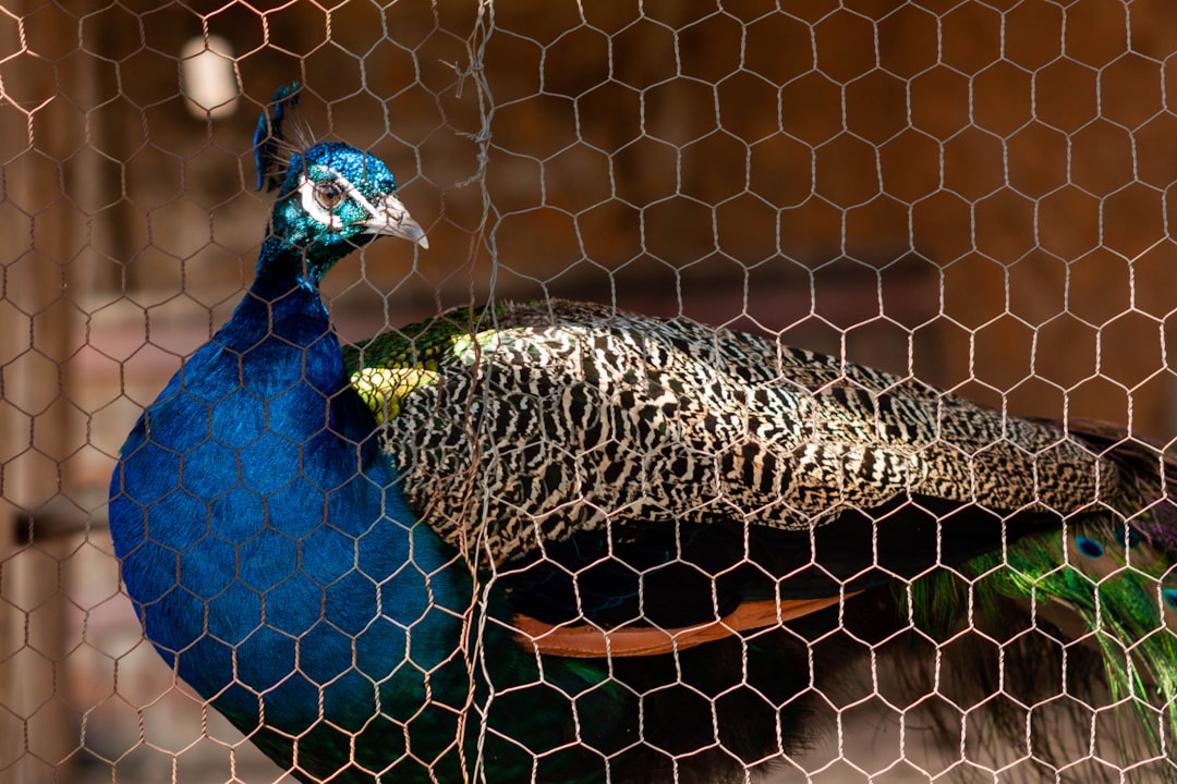 blue peacock on brown and black leopard print textile