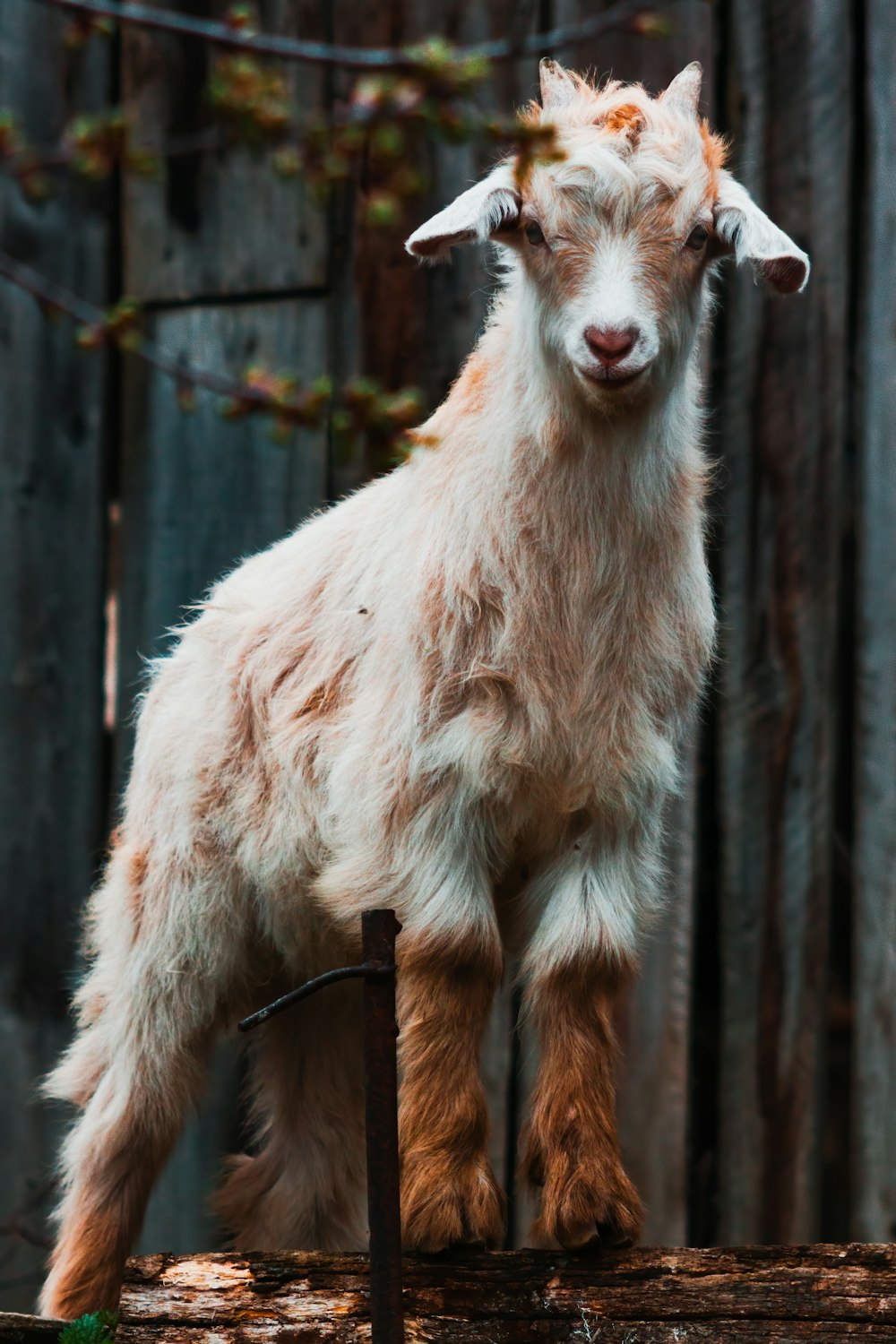 white goat standing on brown wooden fence during daytime