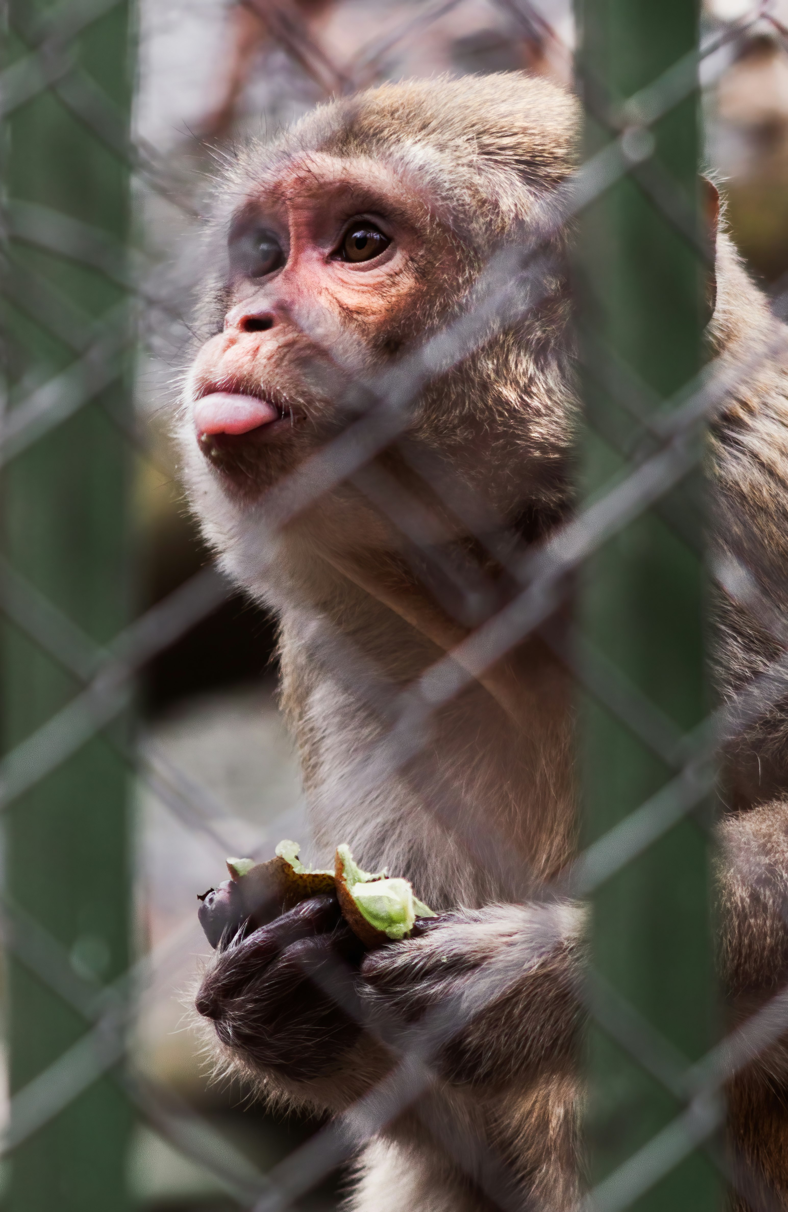 brown monkey on green grass during daytime