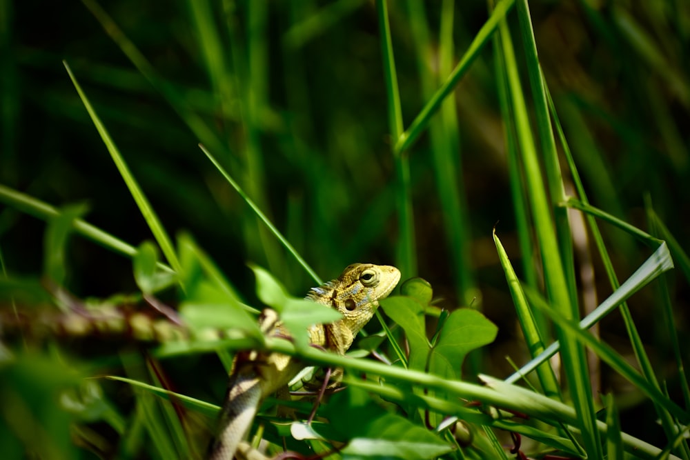 green and brown frog on green grass during daytime