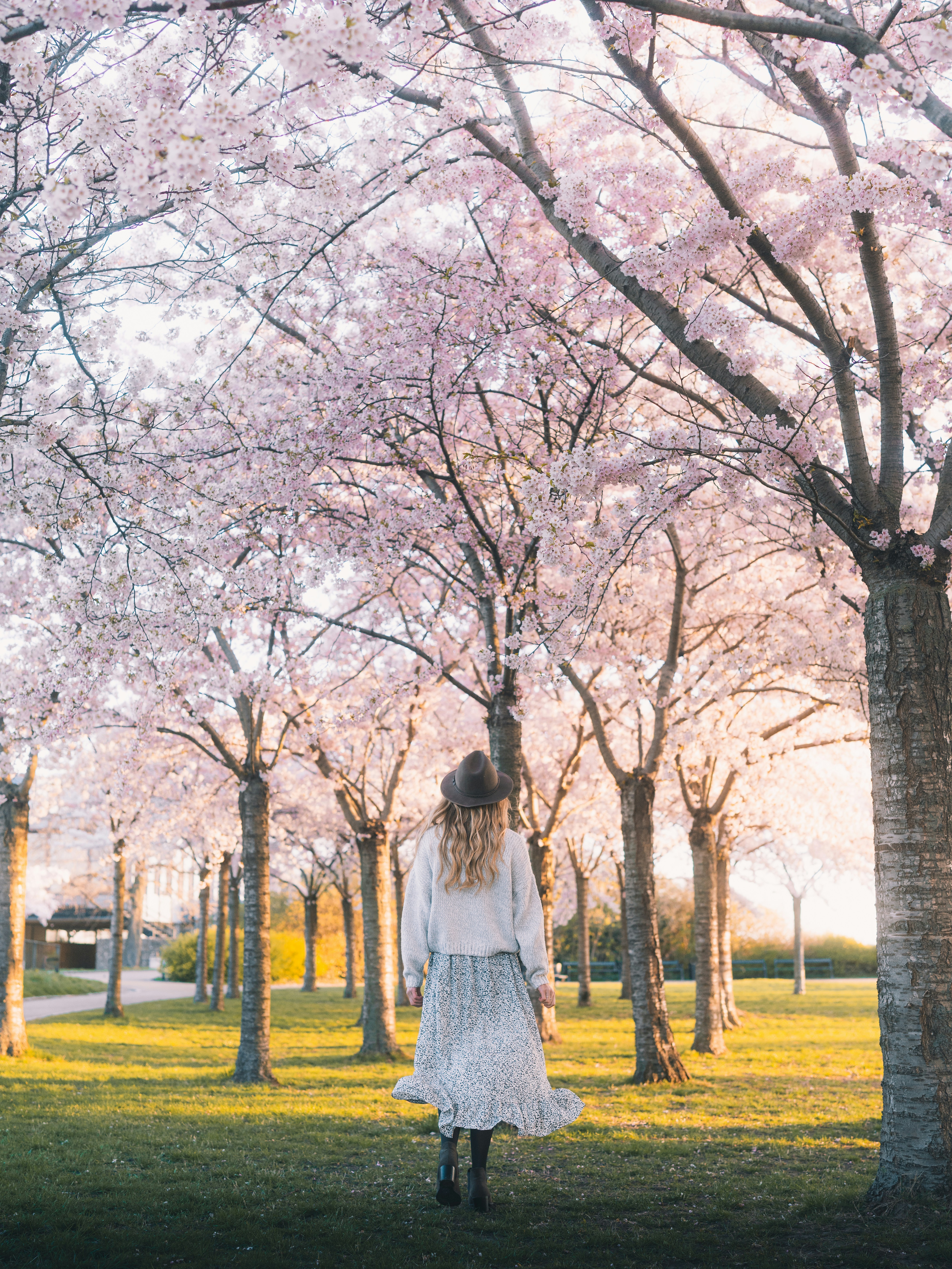 cherry blossom photo ideas stroll