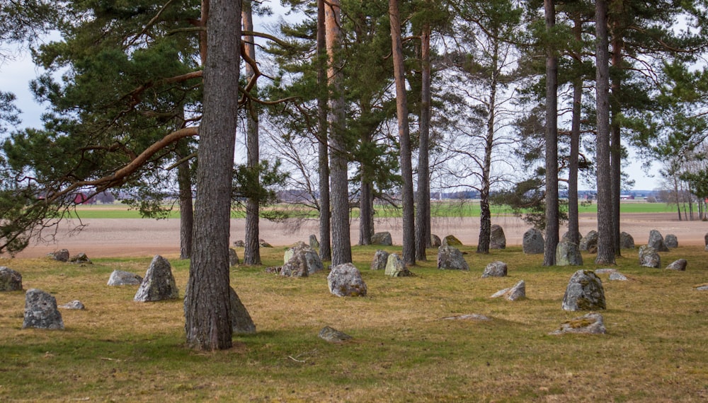 roches grises sur un champ d’herbe verte entouré d’arbres pendant la journée