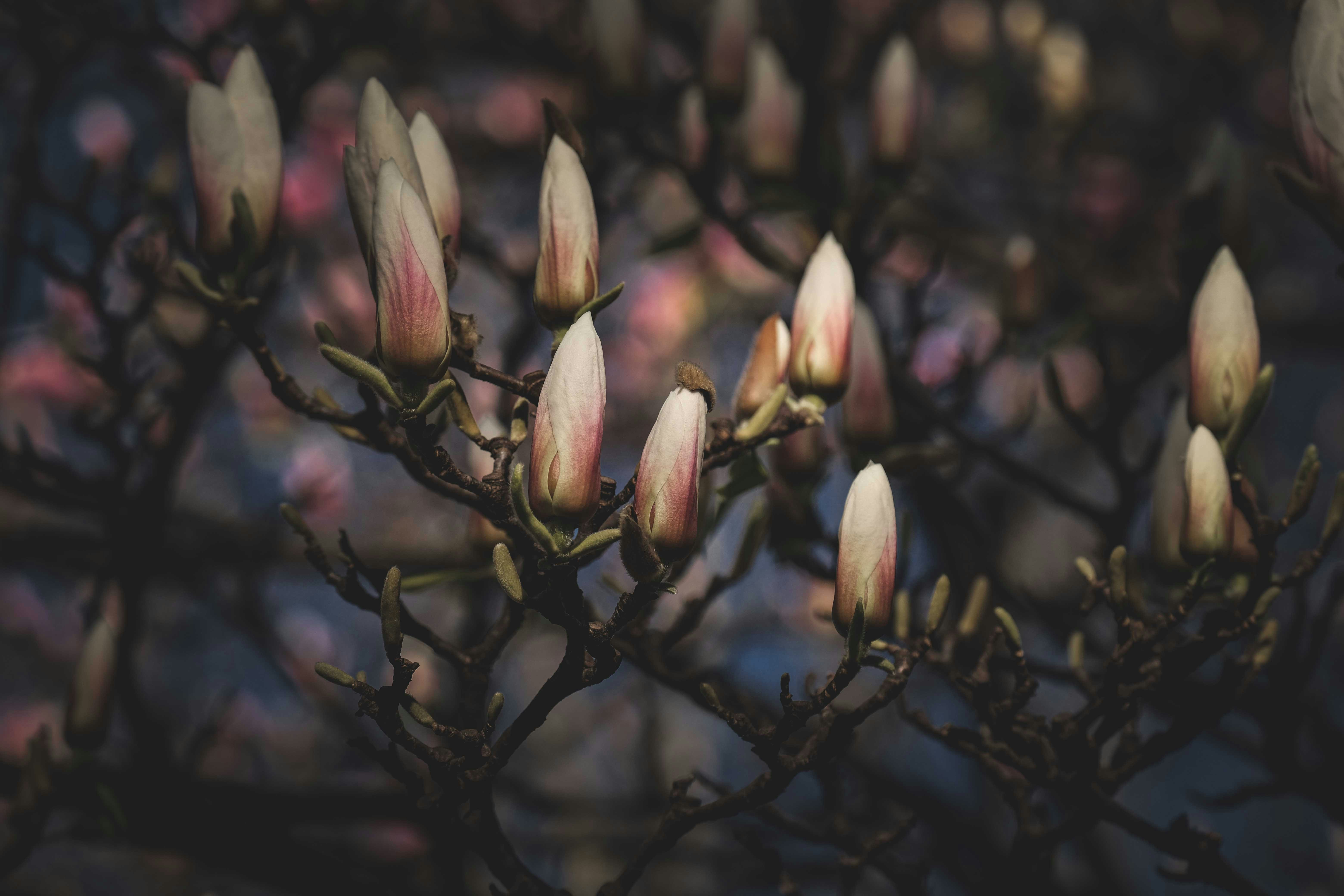 Photo by francesco_ungaro