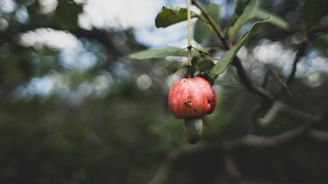 Close-up of fresh cashew nuts being handpicked in a lush Vietnamese farm.