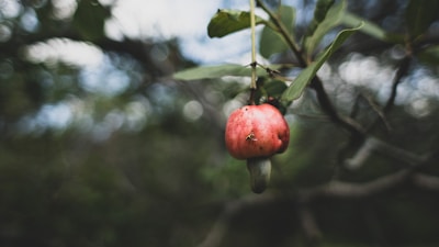 A close-up of a ripe, red cashew fruit hanging from a tree. The cashew nut is visible beneath the fruit. The background is blurred, showcasing green leaves and branches.