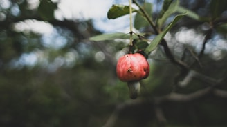 A close-up of a ripe, red cashew fruit hanging from a tree. The cashew nut is visible beneath the fruit. The background is blurred, showcasing green leaves and branches.