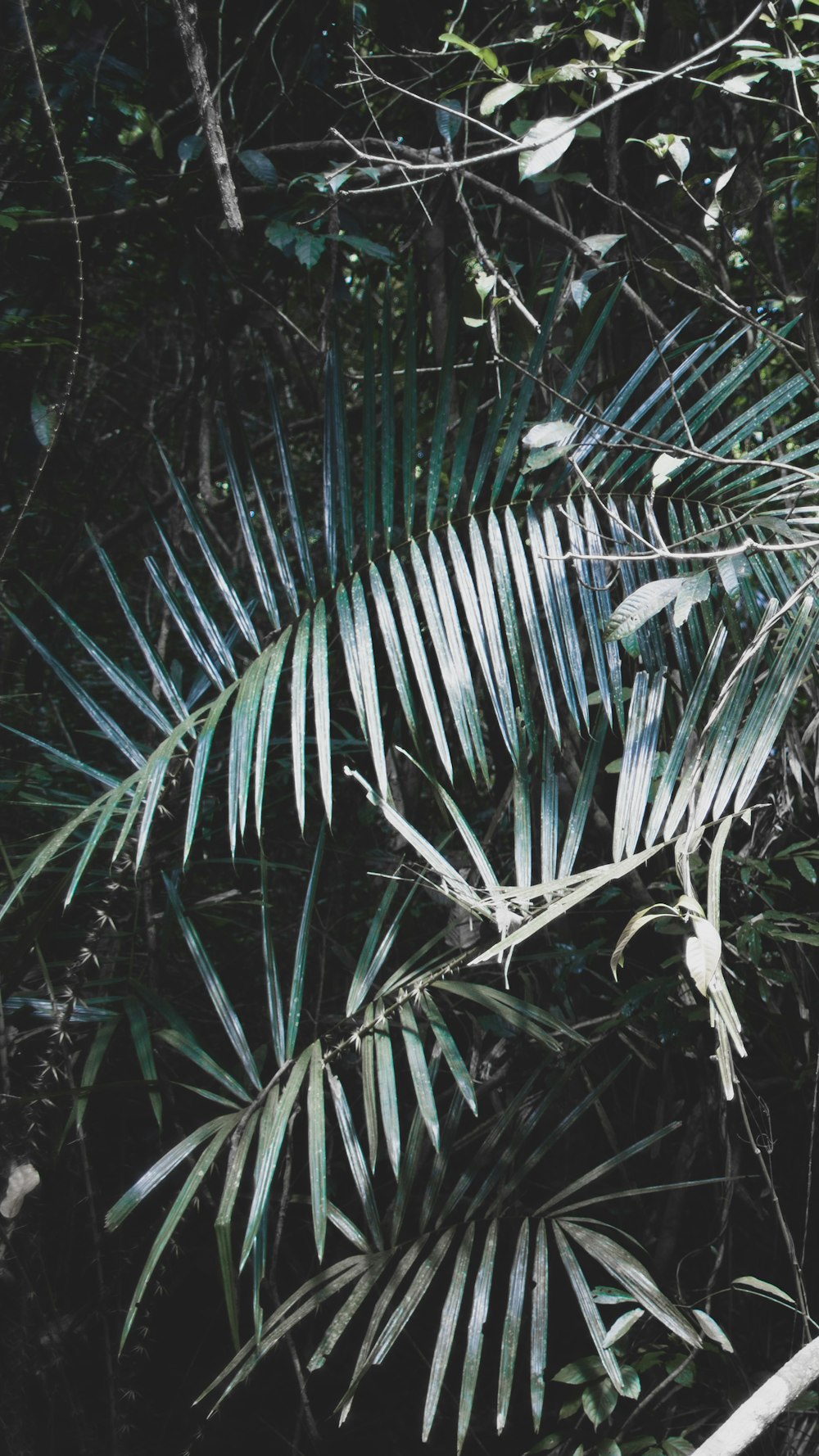 green leaf plant during daytime