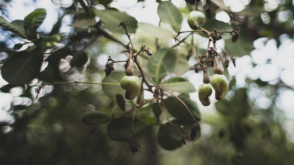 Frutos redondos verdes en la rama del árbol