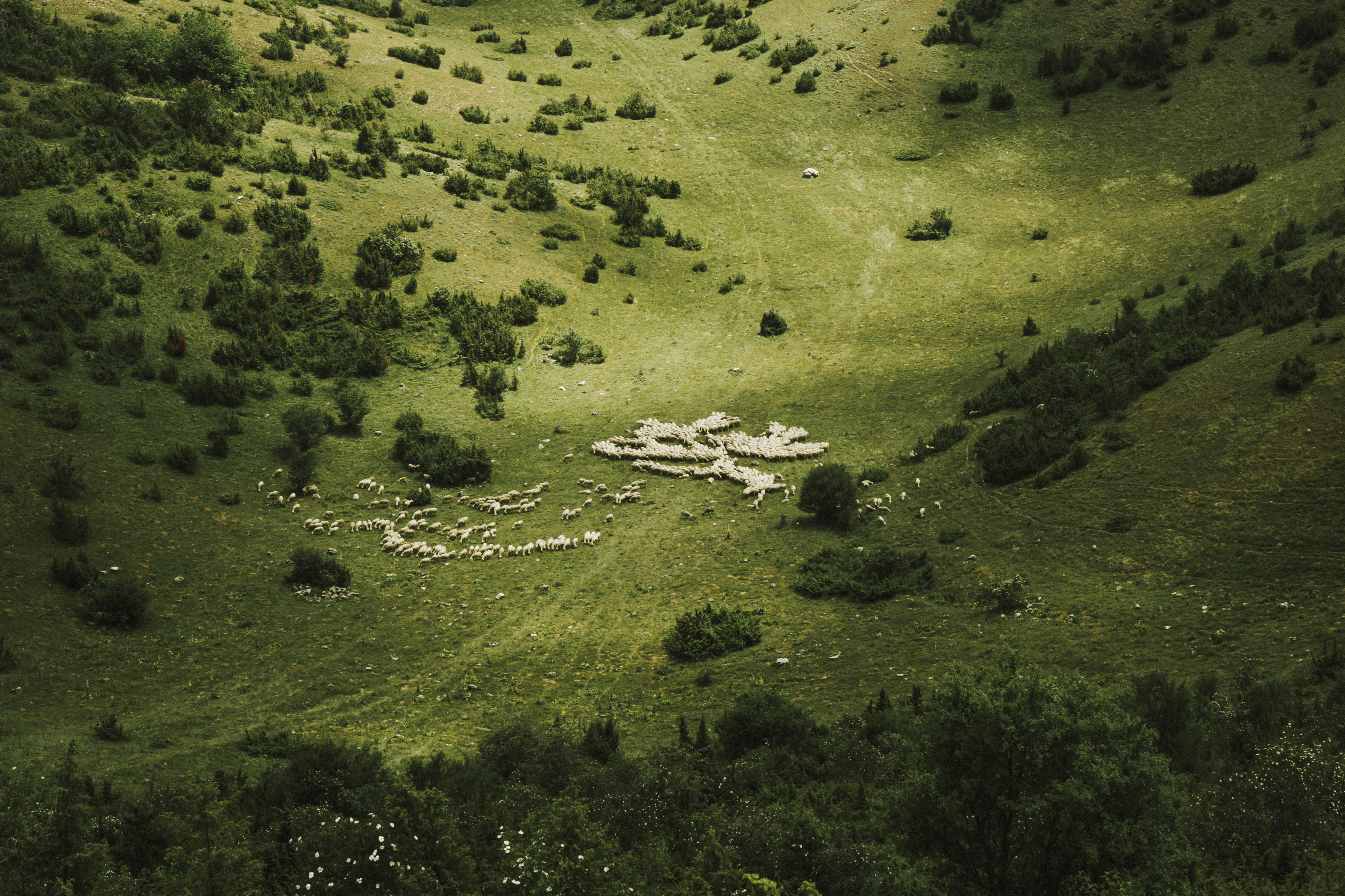 green grass field during daytime, Macro shot of a flock of sheep on a green pasture