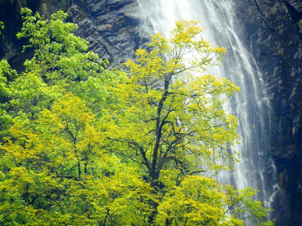 green trees near waterfalls during daytime