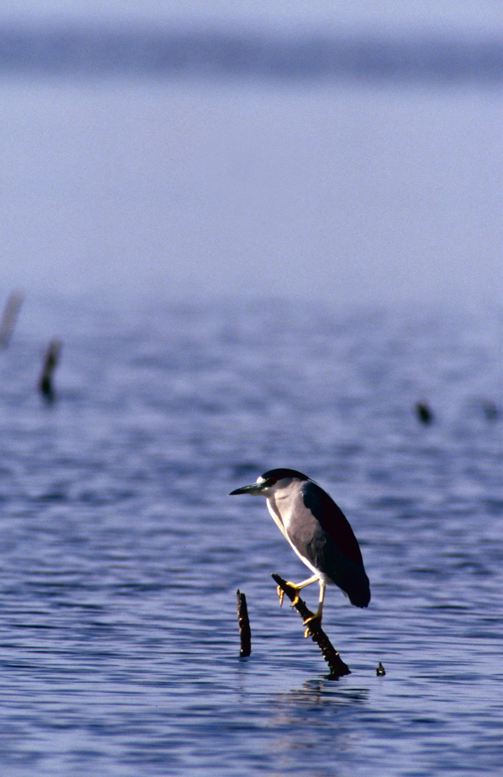 white and black bird on brown stick during daytime