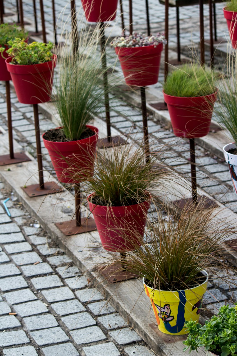 plantas vermelhas e verdes em vasos vermelhos