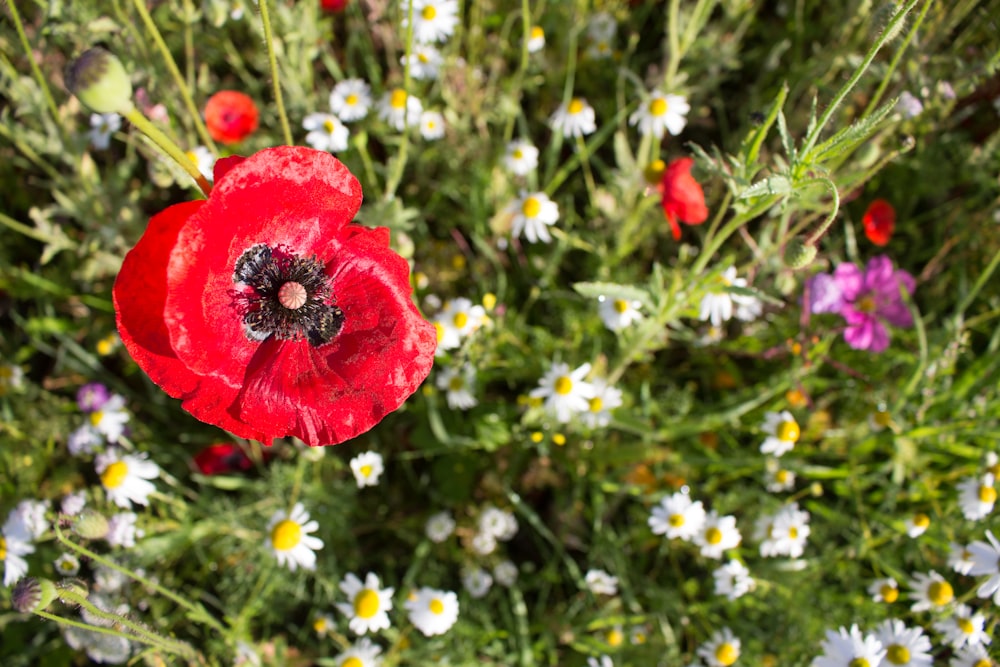 red flower with white and yellow flowers