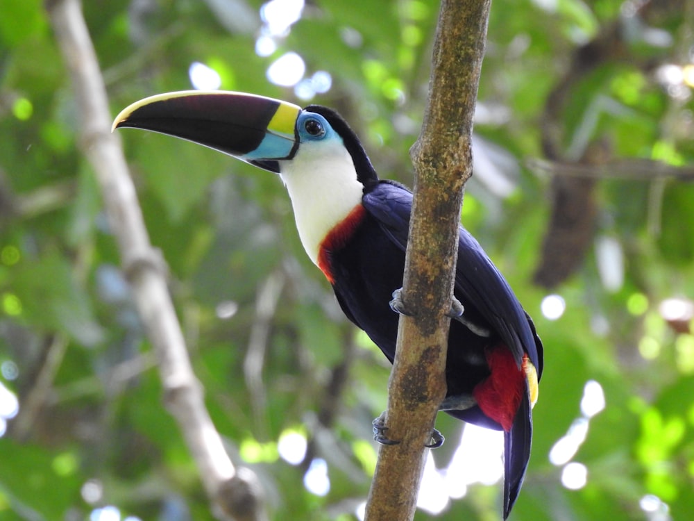 black white and red bird on brown tree branch